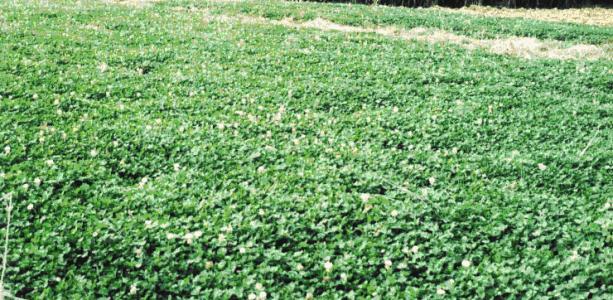 白三叶怎么盆栽种植,白三叶草坪怎么种植