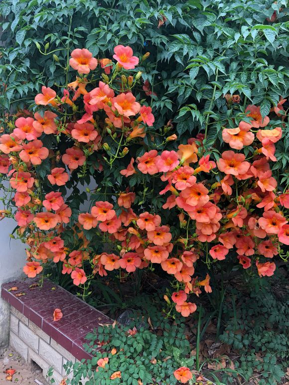 院子里可以种的爬藤花卉都有什么,10种爬藤花卉