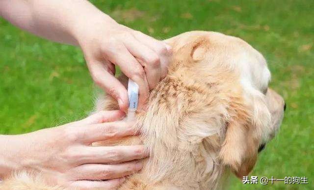 狗狗身上的跳蚤怎么去除最快方法,狗跳蚤怎么防