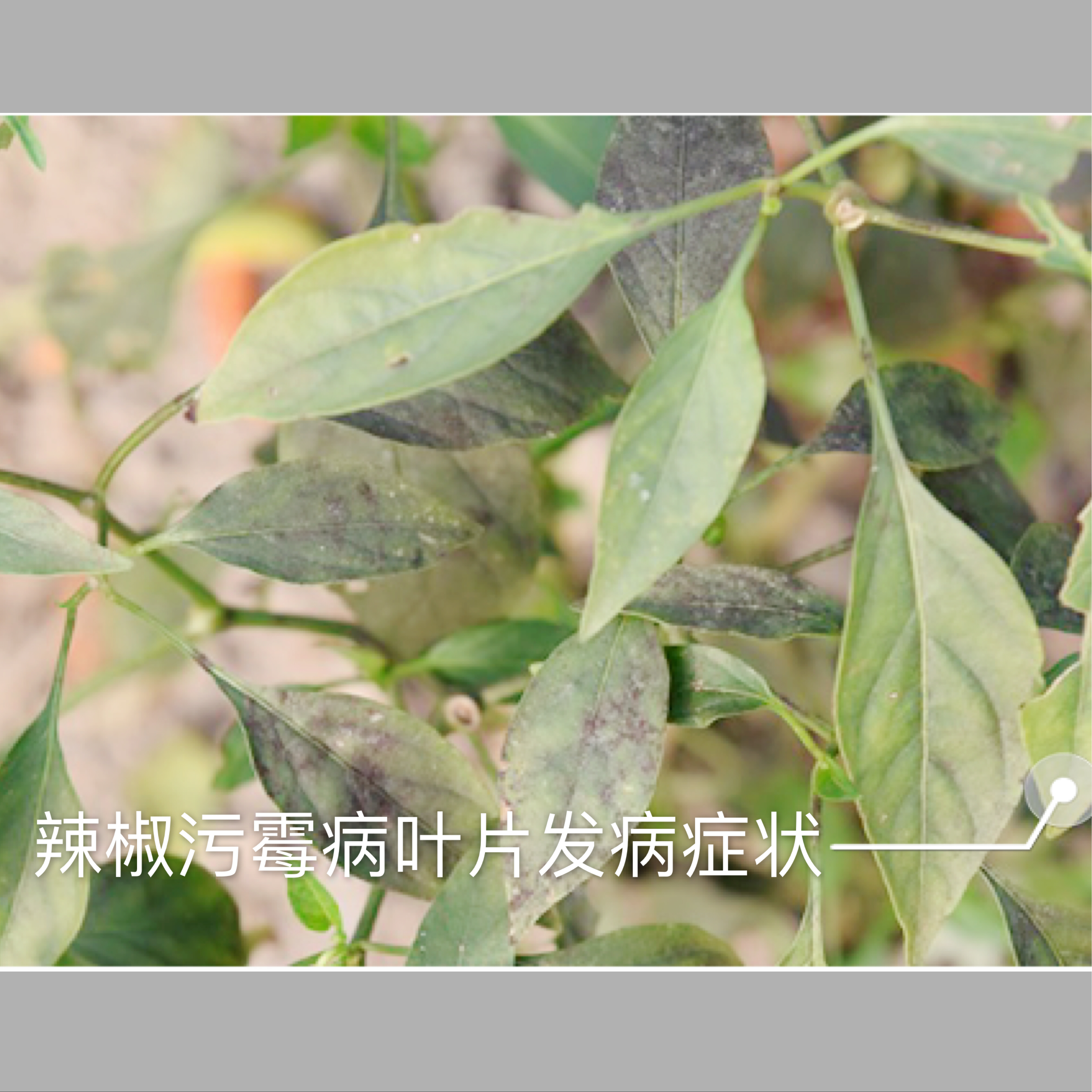 辣椒遇到连续阴雨天气怎么保苗,连续阴雨天辣椒怎么管理