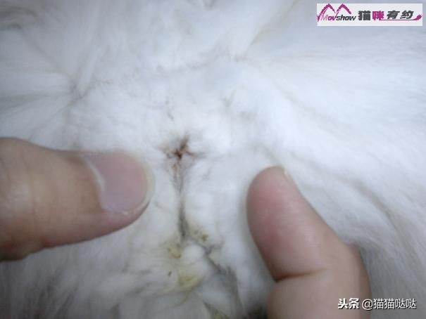 关于猫咪肛门腺介绍及具体挤肛门腺的方法，附图