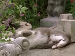 猫薄荷使猫癫狂视频,猫薄荷为什么会让猫咪如此痴迷