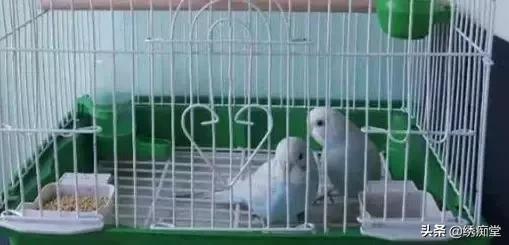 鹦鹉挑食的处理方法有哪些,鹦鹉吃饭一般要吃多少小米