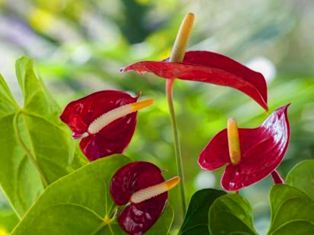 养了好几年的花发现假的,火鹤花好养吗