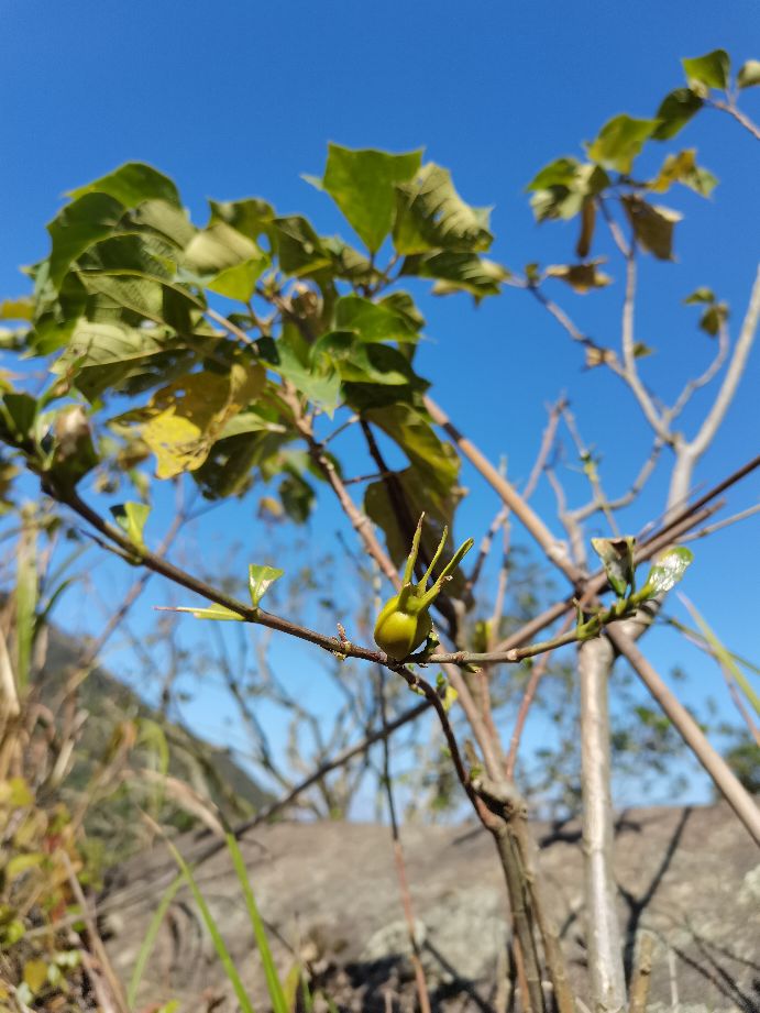 温州瓯海古洞岩景区,温州市瓯海仙岩风景区