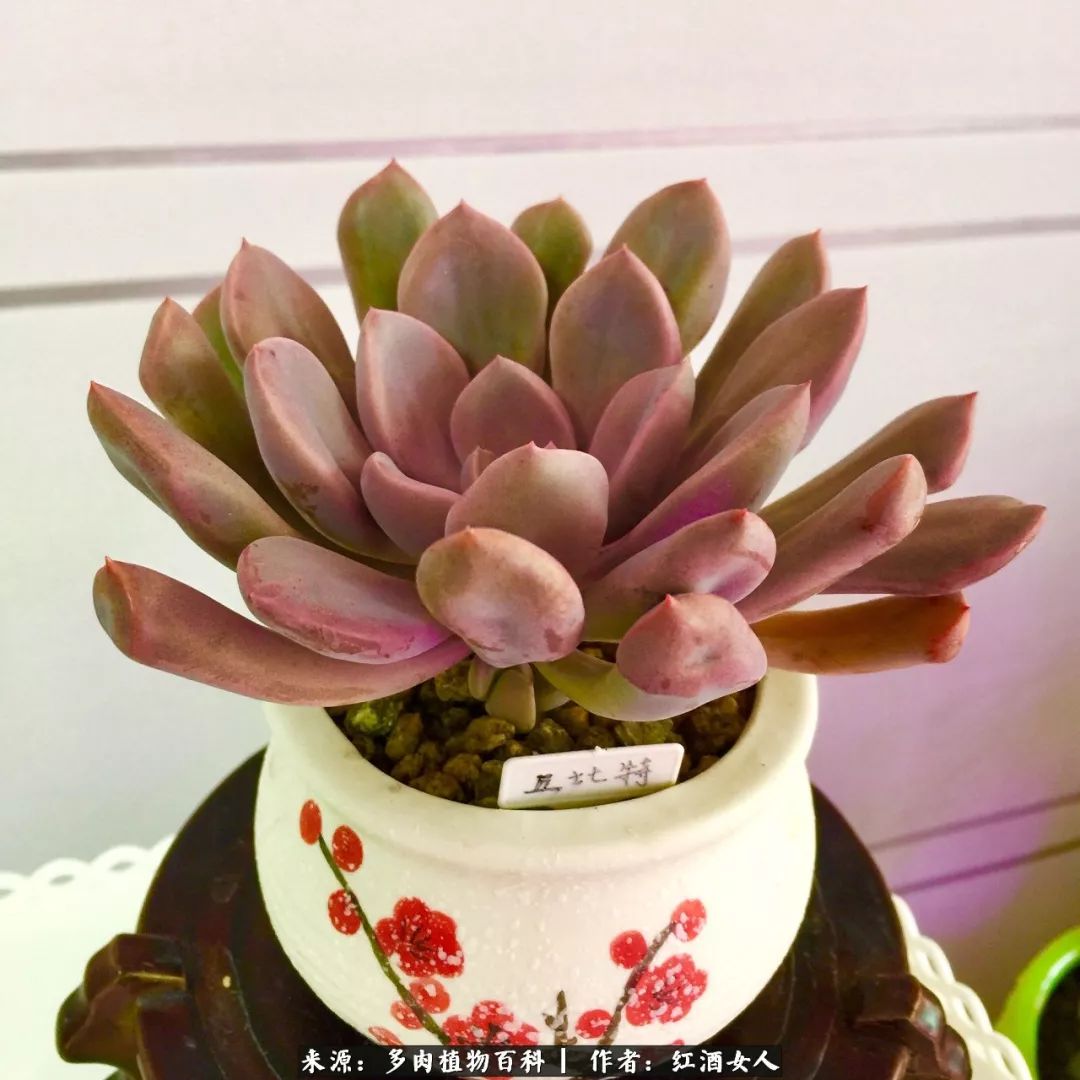 记录走过的美景留下美好的回忆,记录走过的每一段美好时光