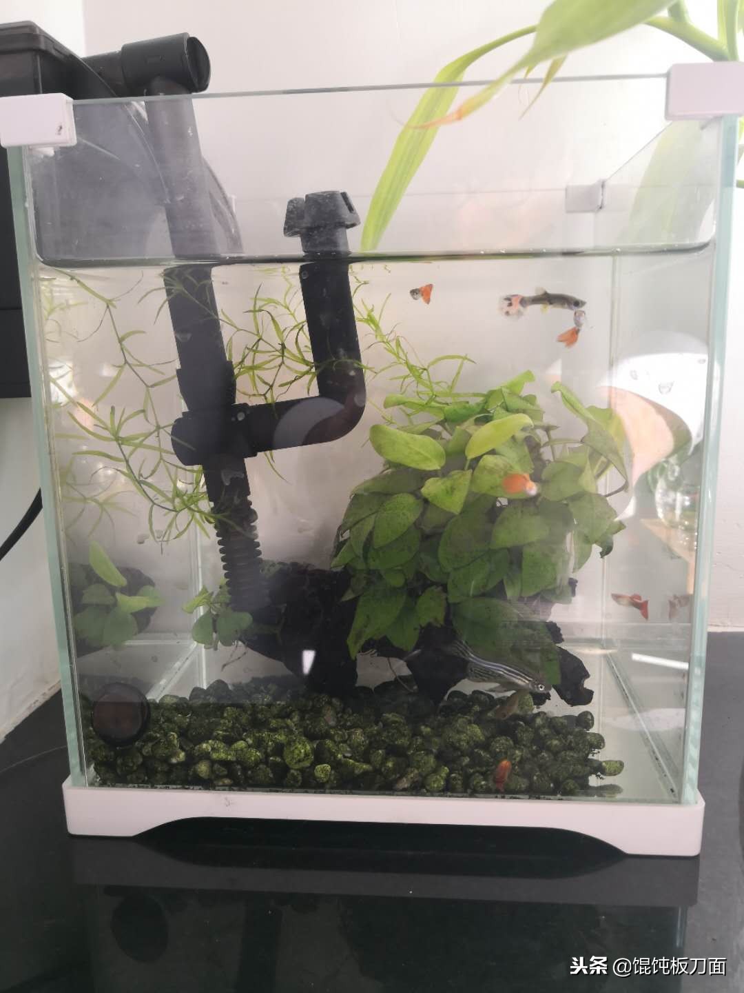 板面和馄饨面,板刀面和馄饨