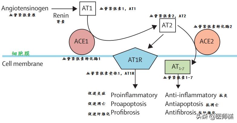 降压药新冠感染,降压药治新冠