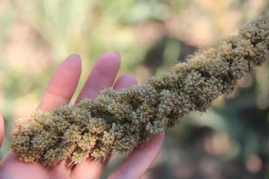 陕西琼锅糖哪里最好吃,琼锅糖制作全过程