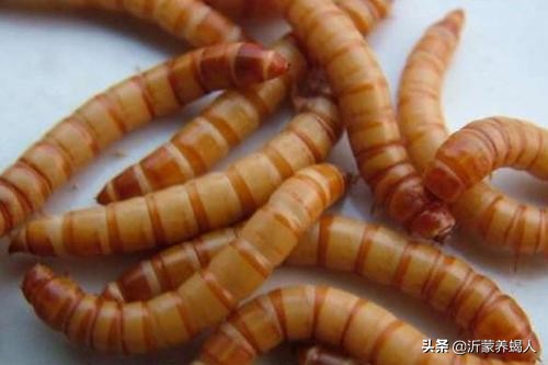 黄粉虫成虫死亡原因,黄粉虫死亡发黑是什么原因