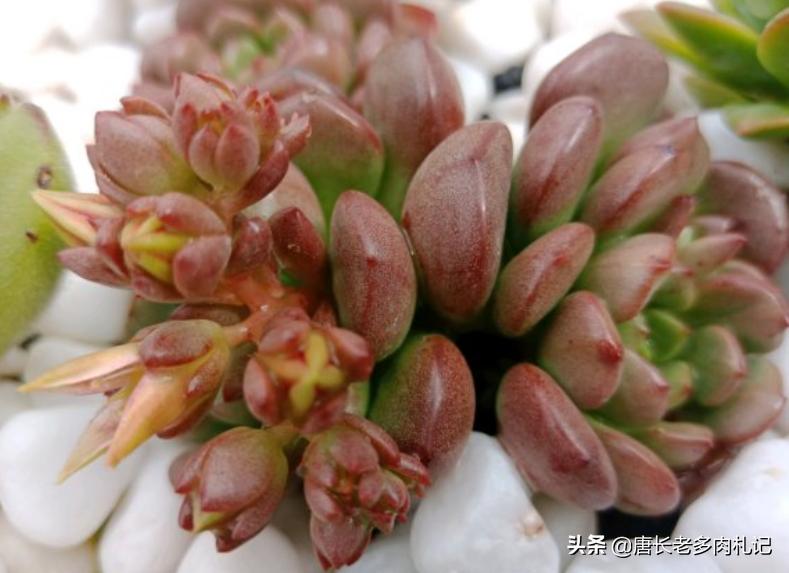 多肉蓝精灵长花箭咋办,红宝石为什么又细又长