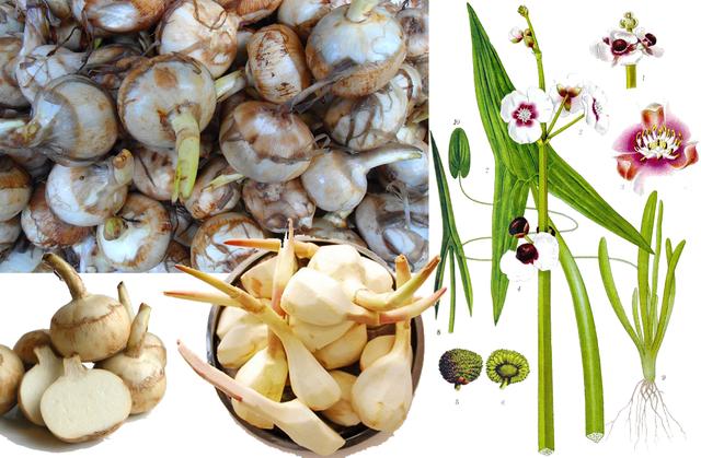 探索荸荠︱以及西关“泮塘五秀”是什么、何为江南“水八仙”？