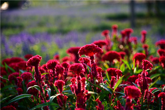 花都美林湖景区,广州花都美林湖攻略