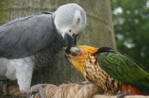 灰机鹦鹉品种,黑色鹦鹉品种推荐大全视频