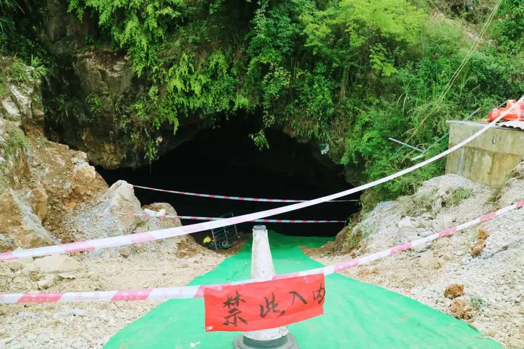 羊安杨梅节直播,羊安杨梅采摘