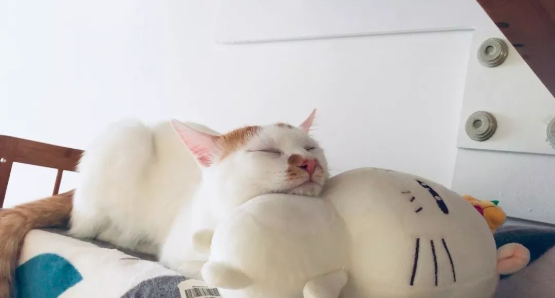 家养的猫咪需要打狂犬疫苗吗,家养的猫咪需要接种疫苗吗