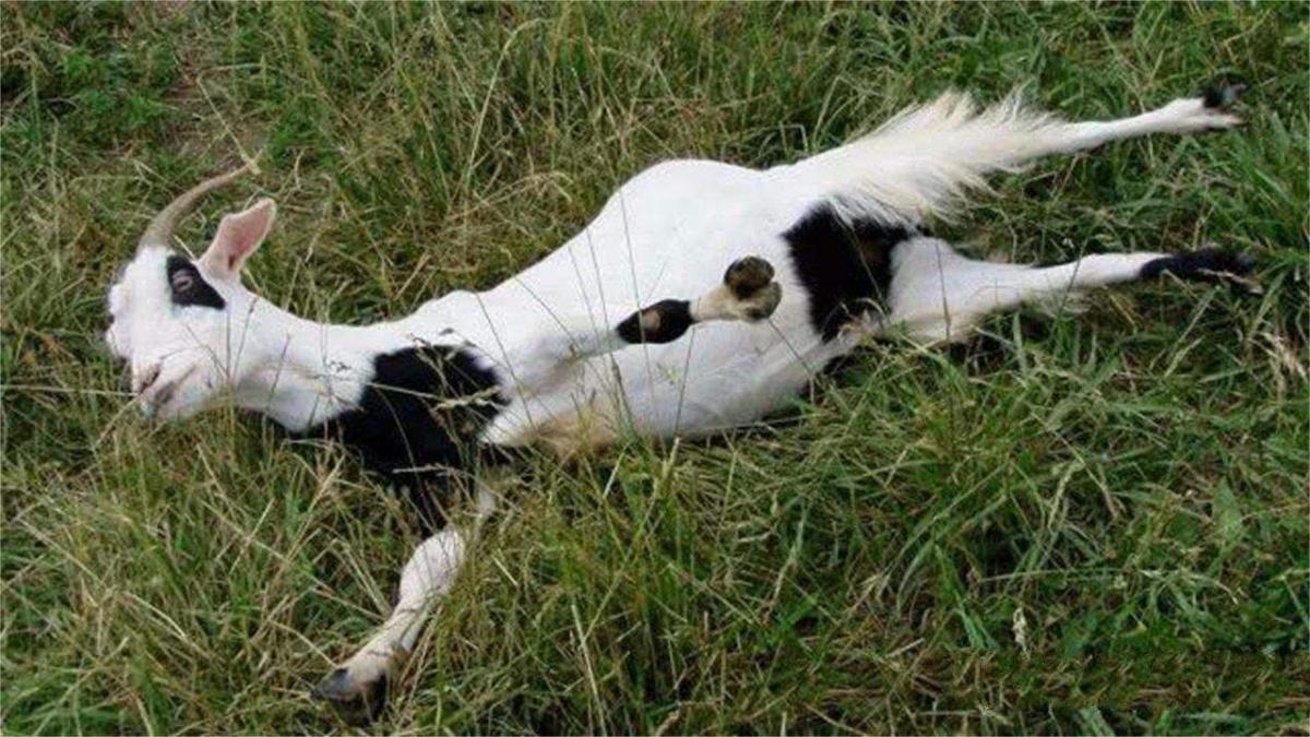 动物界十大碰瓷高手,动物界碰瓷高手视频