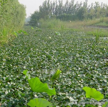 上海佘山国家森林公园日本雕像,上海佘山国家森林公园最新通告