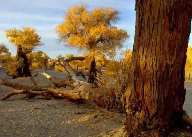 胡杨泪电影完整版,胡杨泪免费阅读全文