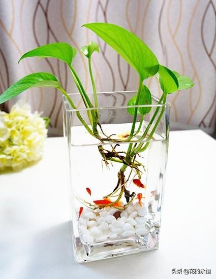 大绿萝土培改水培,水培改土培绿萝养殖方法