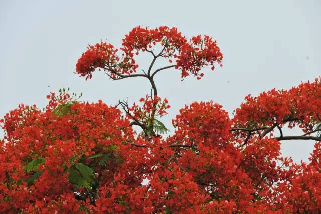 毕业季的凤凰花和栀子花,毕业季凤凰花开的时候