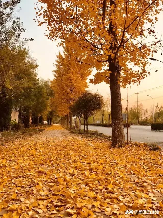 雄安新区纪事:容城印象