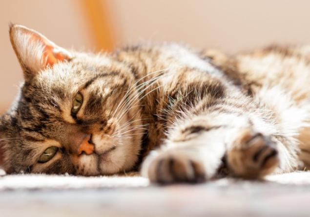 猫咪不长胖是什么原因,猫咪不吃饭是什么原因