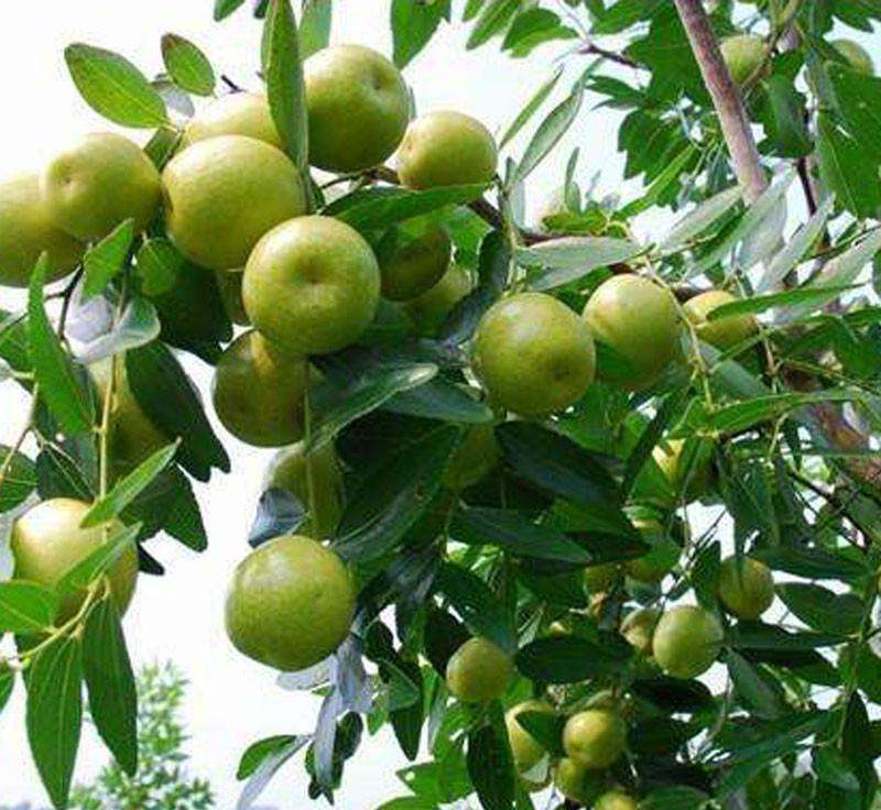 枣快成熟时为什么一直落果,大枣病虫害防治及管理