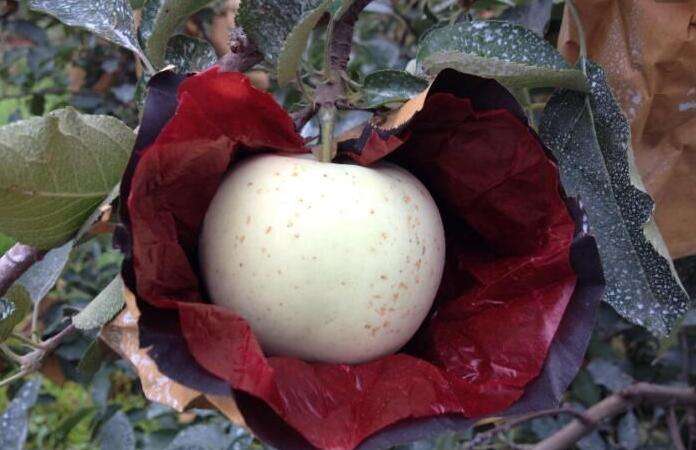 苹果膜袋快速套袋法,苹果套袋注意事项