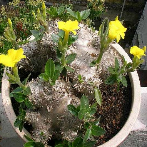 十大最贵的多肉植物排名,世界十大最贵的多肉植物排名