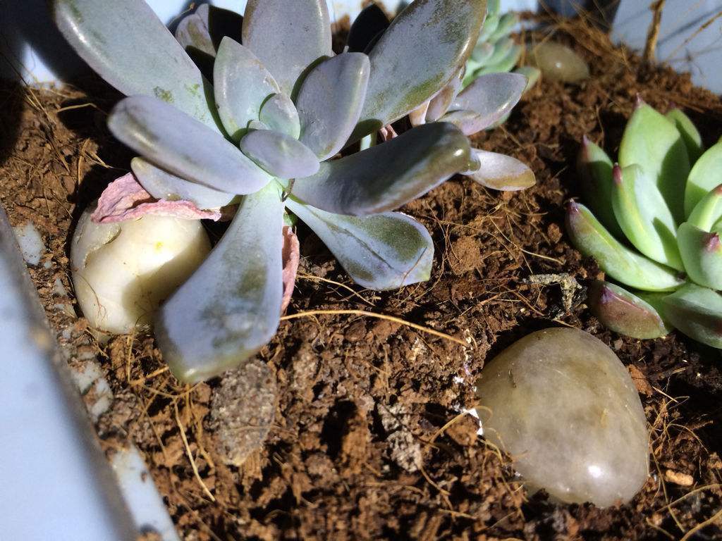 多肉烂根要如何处理？生死回转有妙招，自己在家就能救