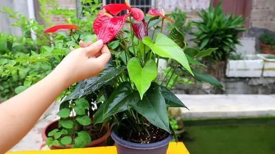 红掌花姿奇特美妍，花苞似佛焰，叶片翠绿欲滴，最佳室内盆栽