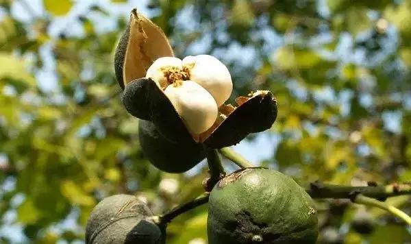 木蜡油和桐油漆有什么区别,油漆水性漆木蜡油出来效果对比