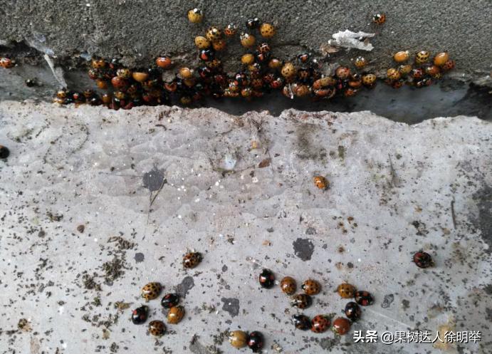 虫子王——以虫治虫的蚜虫生物防治技术体系，果农了解用处大