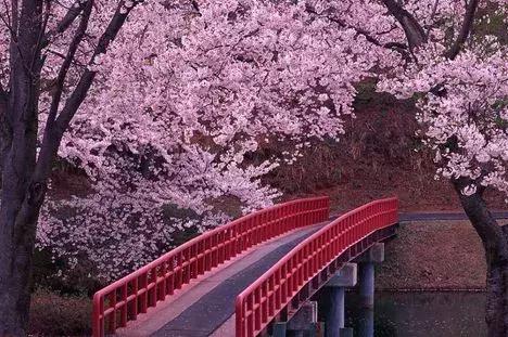 京郊最美的十大花海,京郊这些浪漫花海惊艳初秋的北京