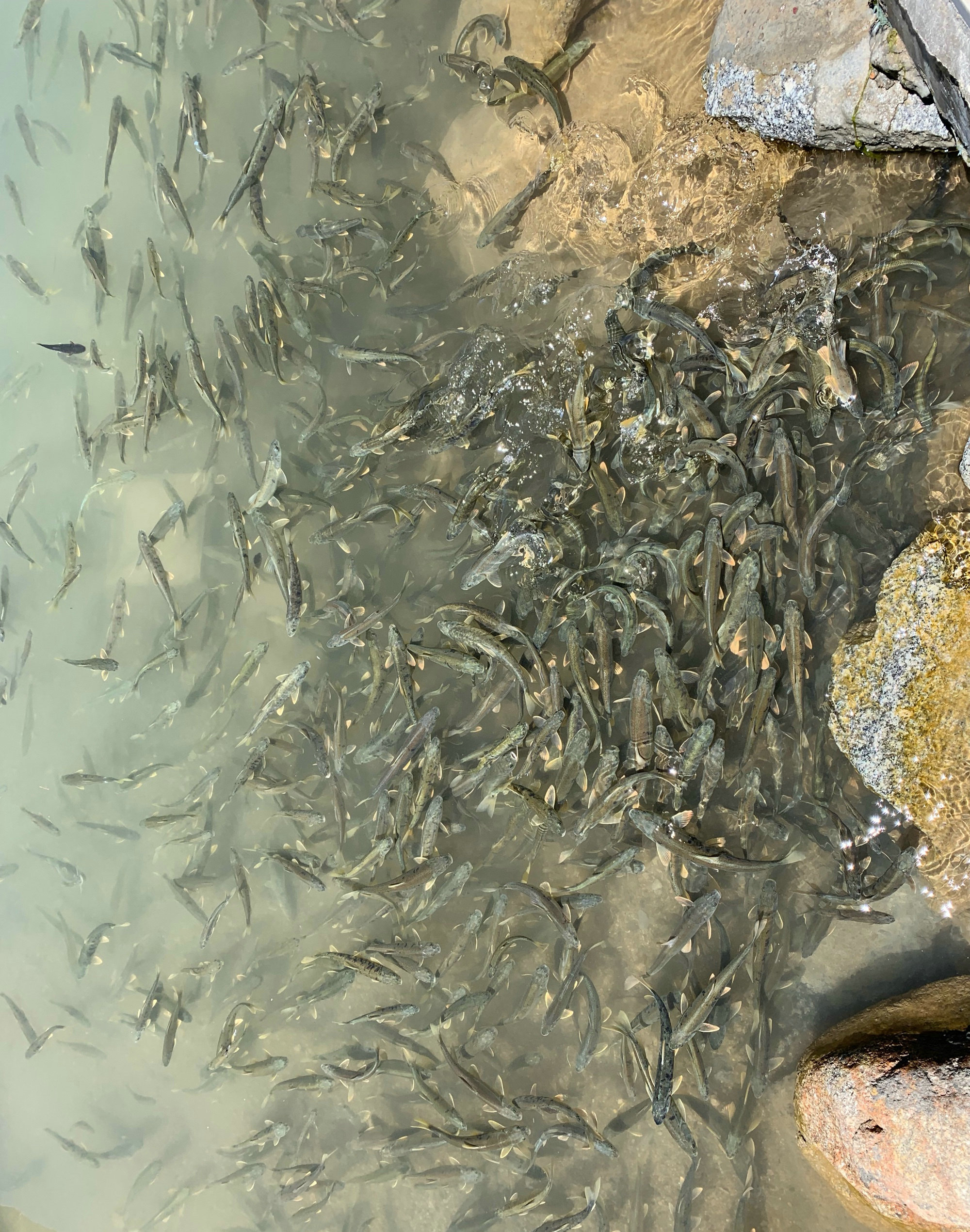 青海湖淡水湟鱼,青海湖湟鱼洄游产卵最佳观赏时间