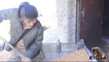 哈士奇养成狼,狼被养成了哈士奇