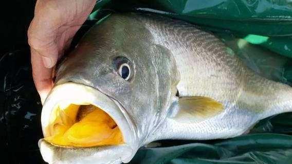 鱼翅燕窝中国的“顶级食材”？这6种才是佼佼者，吃不起过过眼瘾