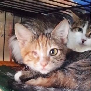 跟着我们猫狗大联盟，你会有喵的！黄阿姨猫咪领养专场