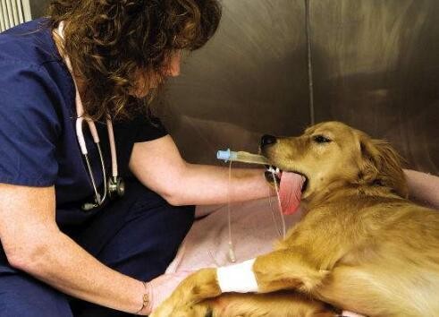 狗狗挑食怎么办教你四招轻松解决,狗狗挑食最佳治疗方法