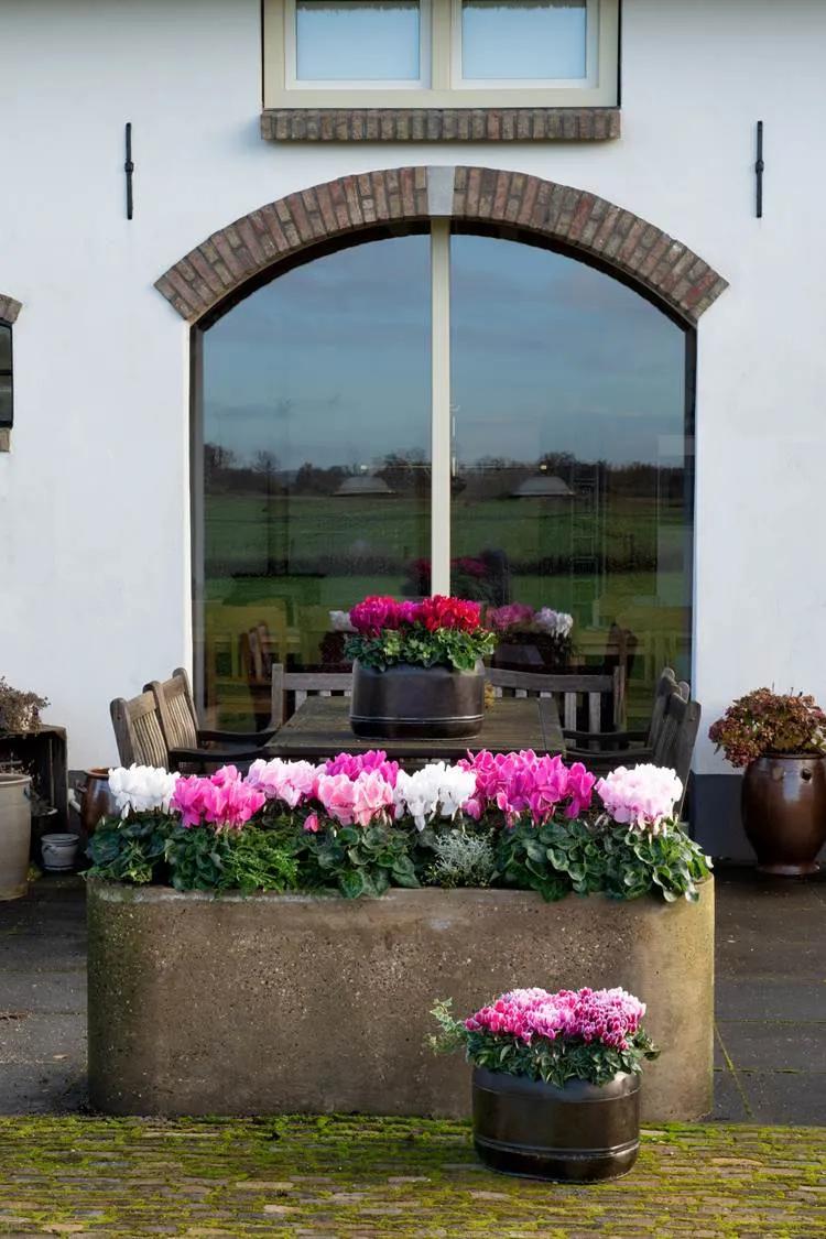 如果放在动物界，这种花就是猛犸象般的神奇存在