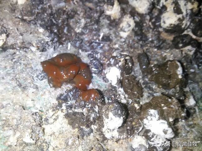 如何预防鸡球虫病,预防鸡球虫最好的方法