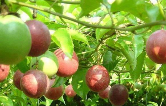 家里的百香果很难熟,盆栽百香果从哪结果