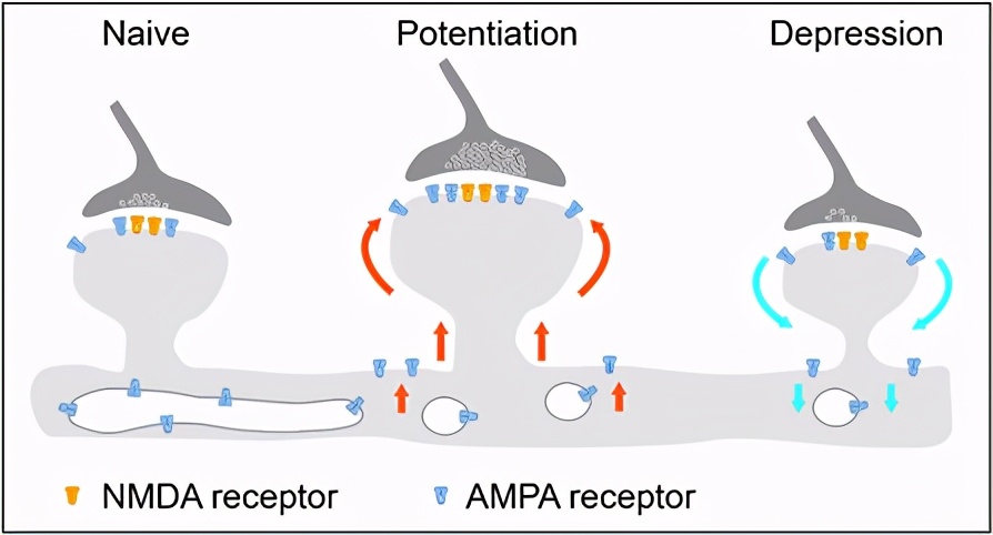 NB封面文章：一种非经典突触后膜受体的表面标记与可视化技术