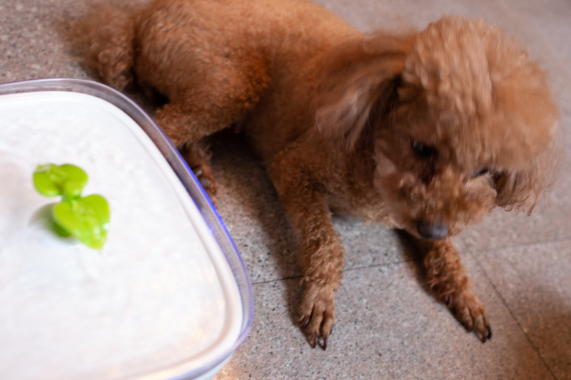 宠物智能恒温饮水机很好用,宠物饮水机哪款最好用