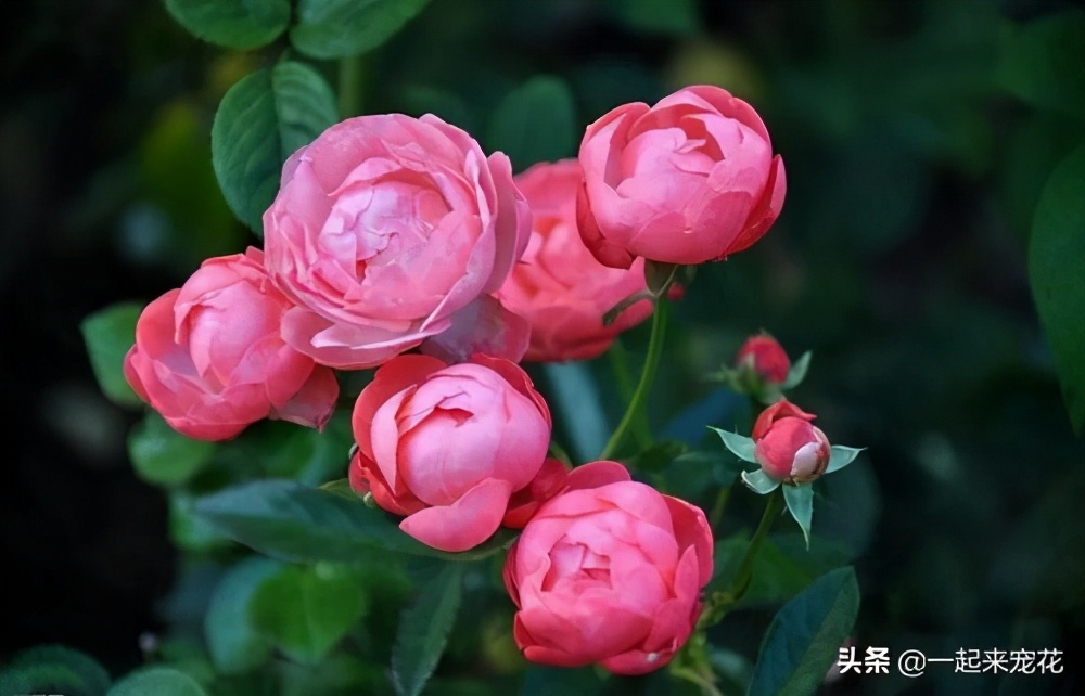 新手养花技巧大全视频,新手养花入门10则技巧