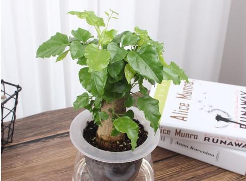 幸福树叶有黑色斑点怎么治理,幸福树叶片有斑点黄了怎么补救