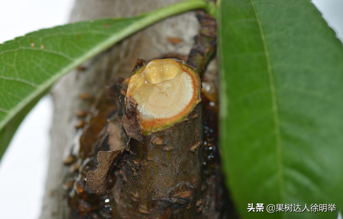 桃树流胶病最有效的防治方法,丁香菊酯能防治桃树流胶病吗