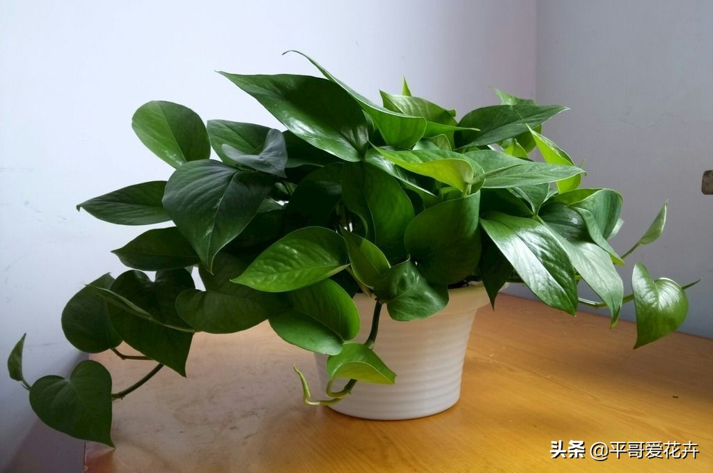 绿萝叶片发黄应该怎么治,绿萝叶片发黄是怎么回事儿