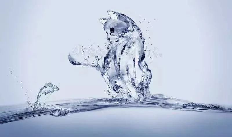 猫脑震荡用什么药,猫会患狂犬病吗